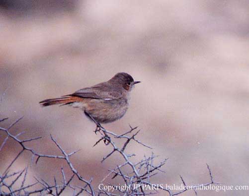 Cercomela familiaris