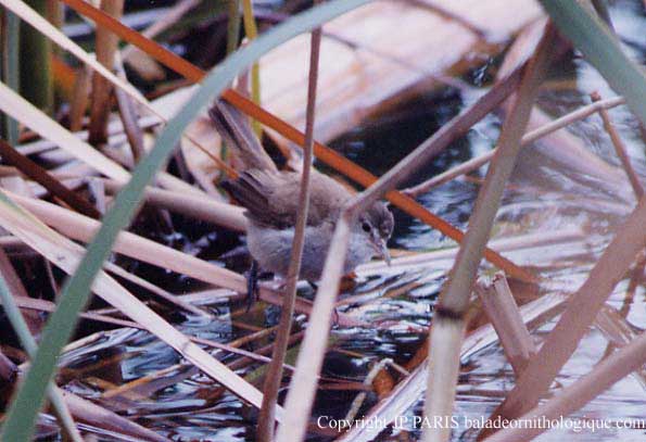Acrocephalus gracilirostris
