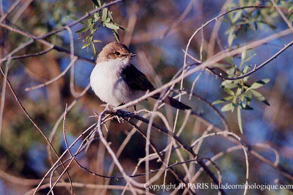Bradornis mariquensis