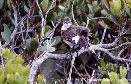 Motacilla capensis