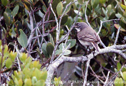 Motacilla capensis