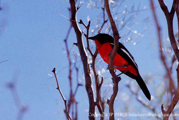 Laniarius atrococcineus