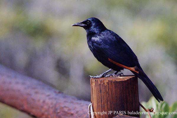 Onychognathus morio