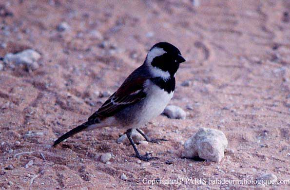 Passer melanurus
