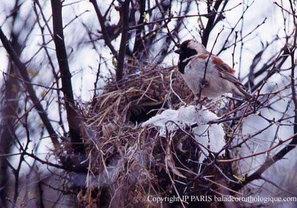 Passer melanurus