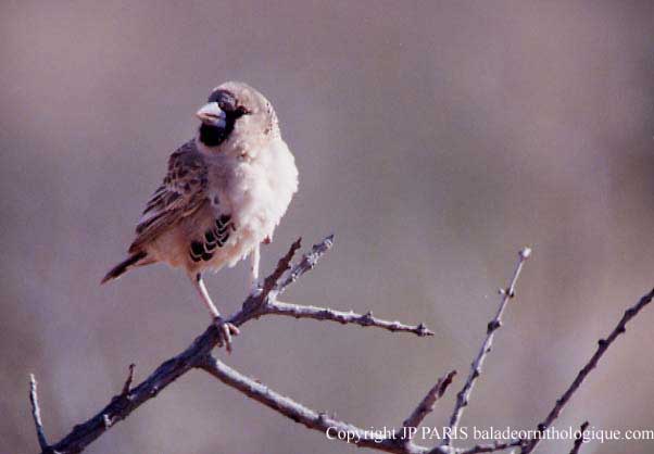 Philetairus socius