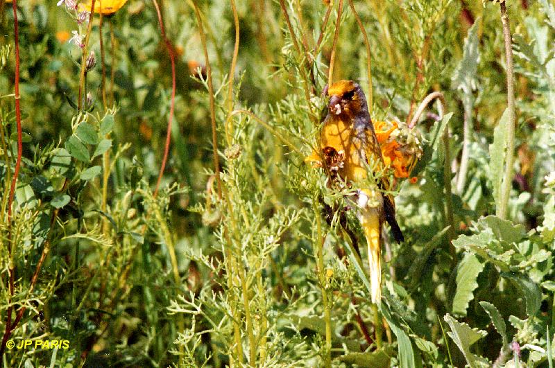 Serin du Cap