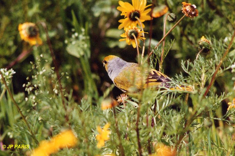 Serin du Cap