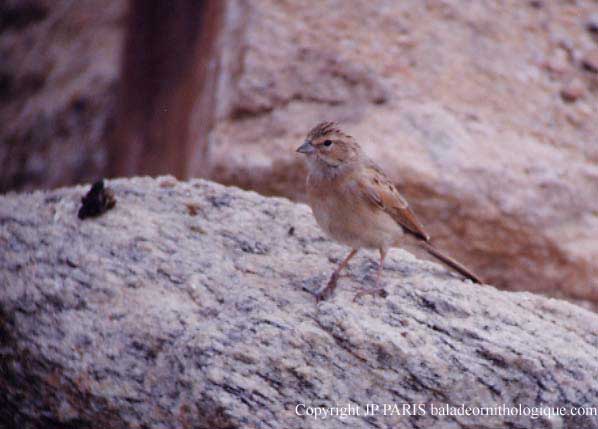 Emberiza impetuani