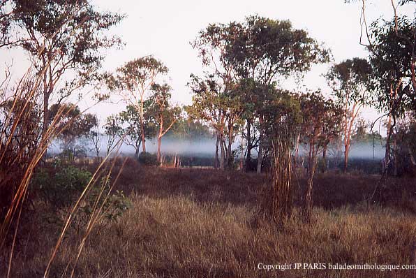 Fogg Dam, Darwin