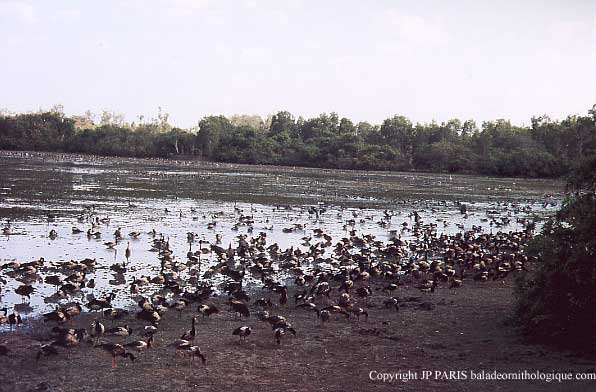 Mamukala, Kakadu NP