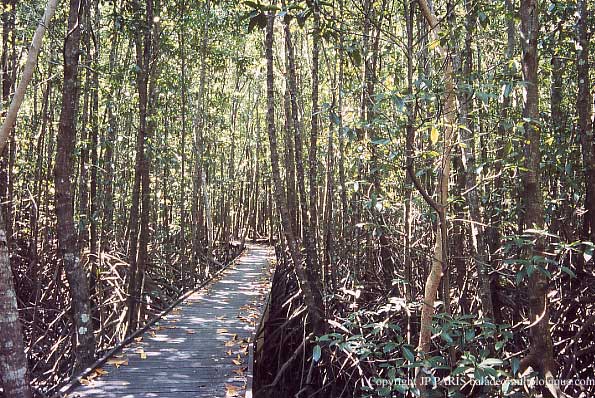 Mangrove, Cairns