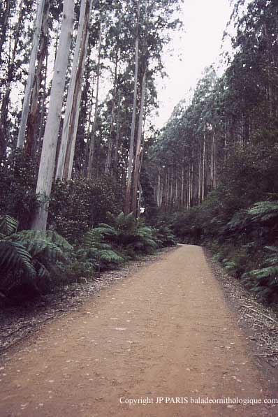 Parc National des Yarra Ranges