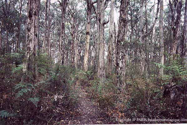 Parc National des Yarra Ranges