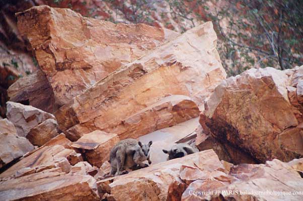 Wallaby des rochers