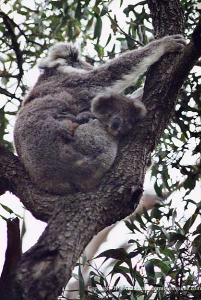 Koala
