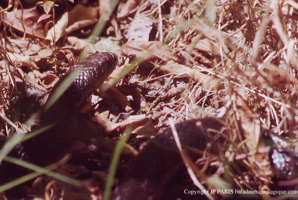 Serpents d'Australie