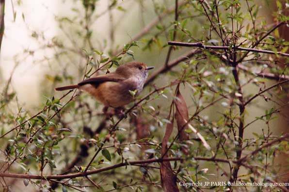 Acanthiza pusilla
