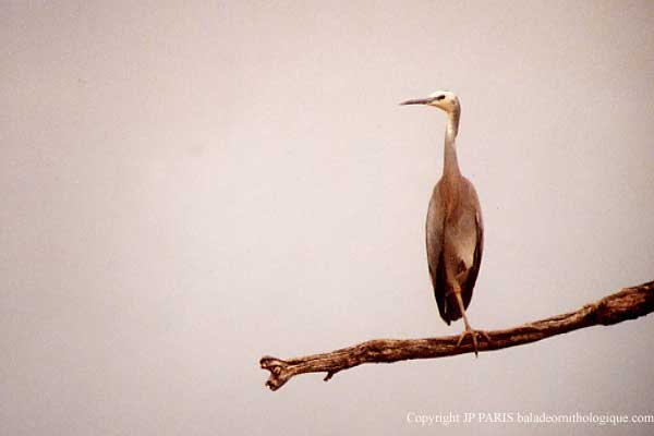 Egretta novaehollandiae