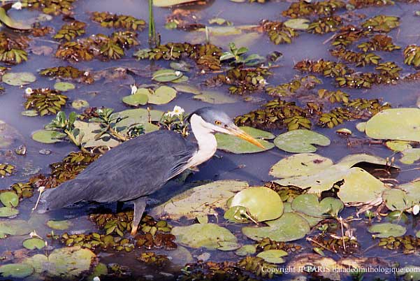 Egretta picata