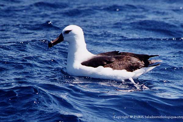 Thalassarche melanophris