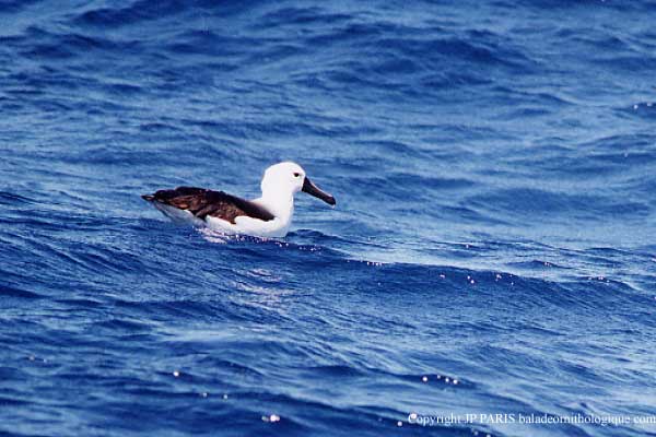Thalassarche chlororhynchos