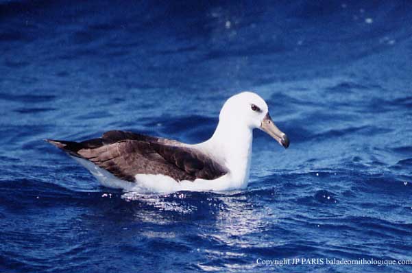 Thalassarche melanophris