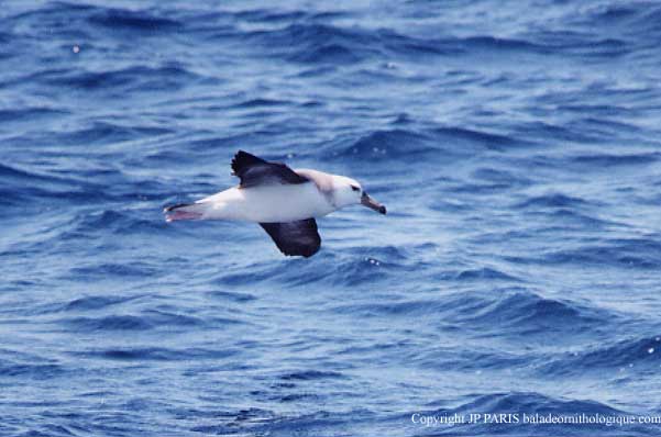 Thalassarche melanophris