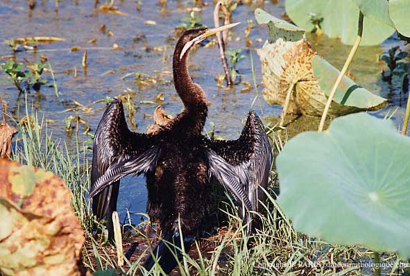 Anhinga novaehollandiae