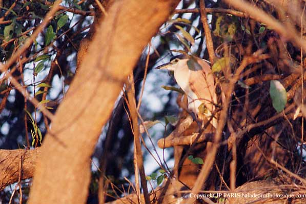 Nycticorax caledonicus