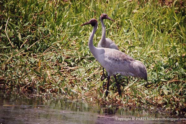 Grus rubicunda