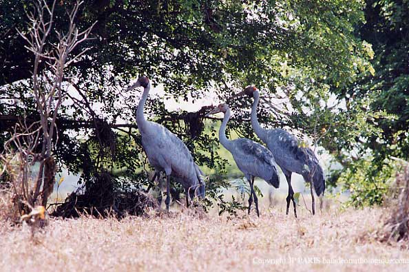 Grus rubicunda