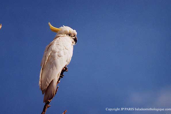 Cacatua galerita