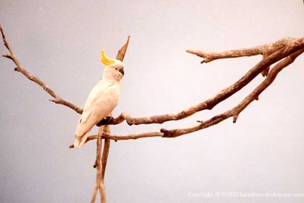 Cacatua galerita