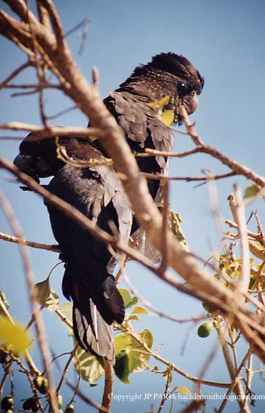 Calyptorhynchus banksii