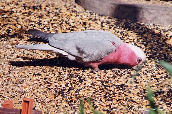 Eolophus roseicapilla