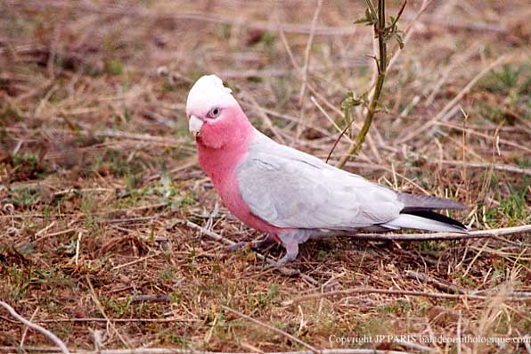 Eolophus roseicapilla