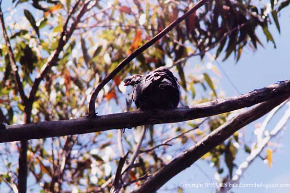 Lopholaimus antarcticus