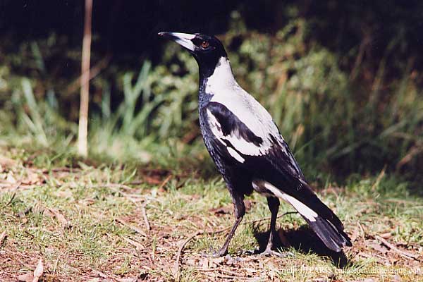 Cassican flûteur