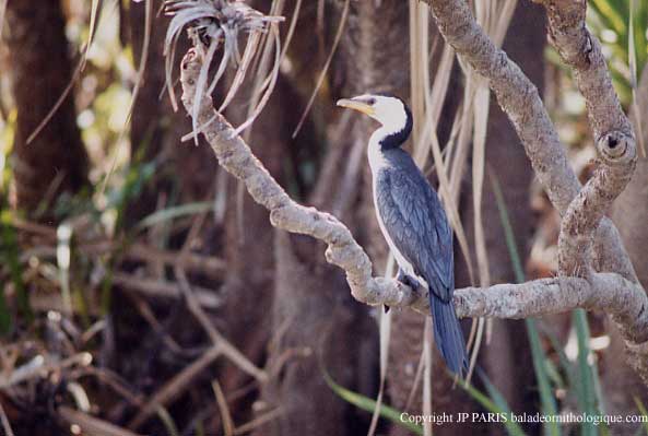 Phalacrocorax melanoleucos