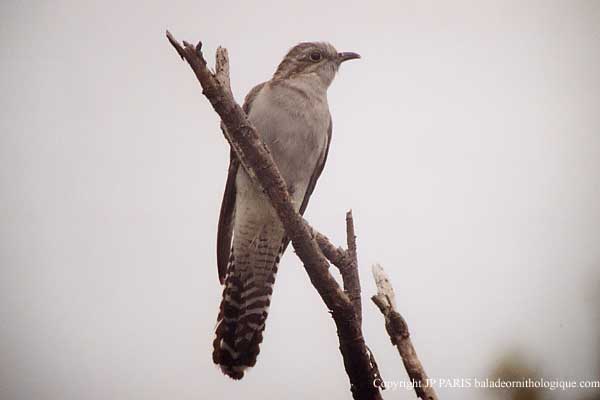Cacomantis pallidus