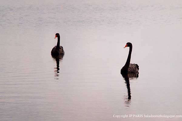 Cygne noir