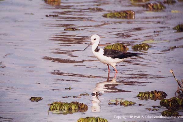 Himantopus leucocephalus