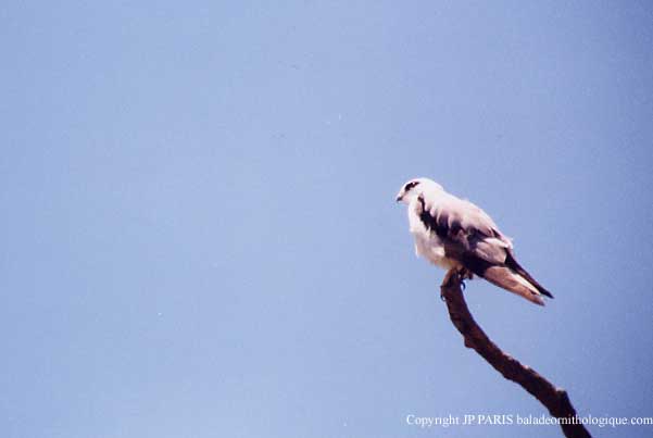 Elanus axillaris