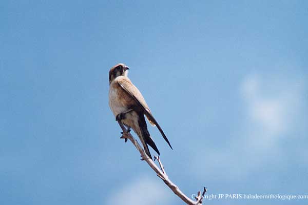 Falco cenchroides