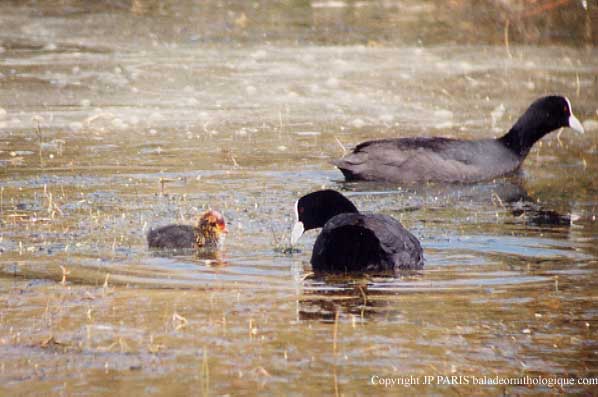 Fulica atra