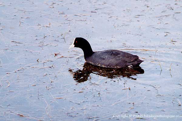 Fulica atra