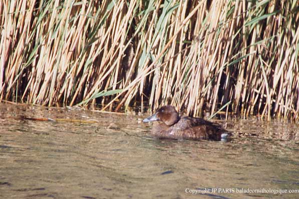 Aythya australis