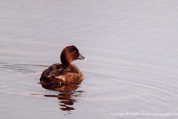 Aythya australis