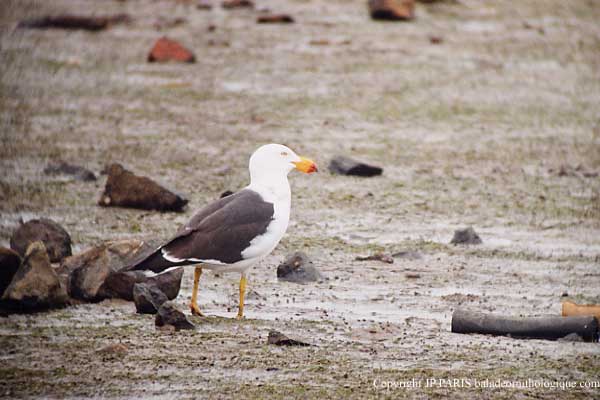 Larus pacificus